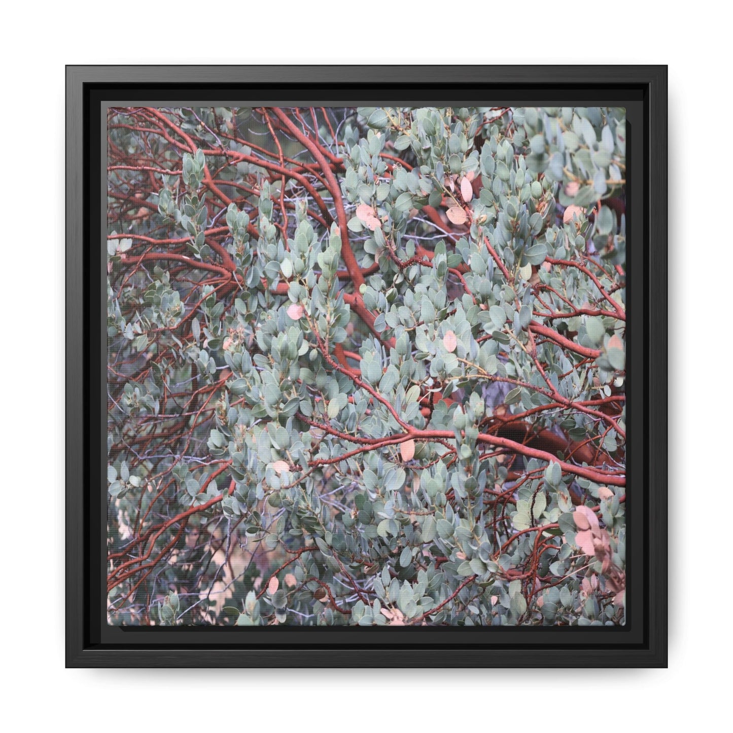 Whispers of Sage - Unique Stretched Canvas Wall Art - Art By Earth