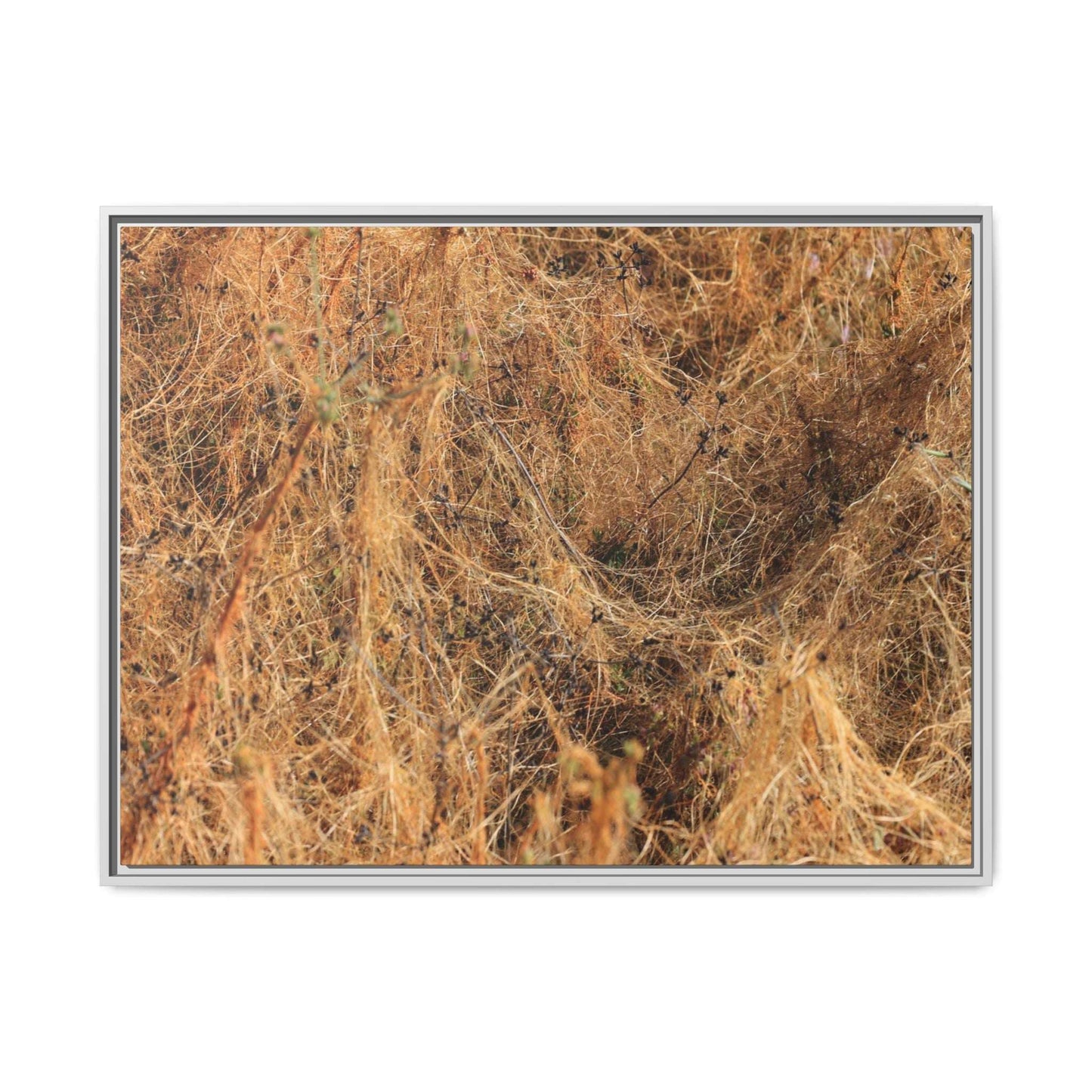 Dried Vegetation Study - Unique Stretched Canvas Wall Art - Art By Earth