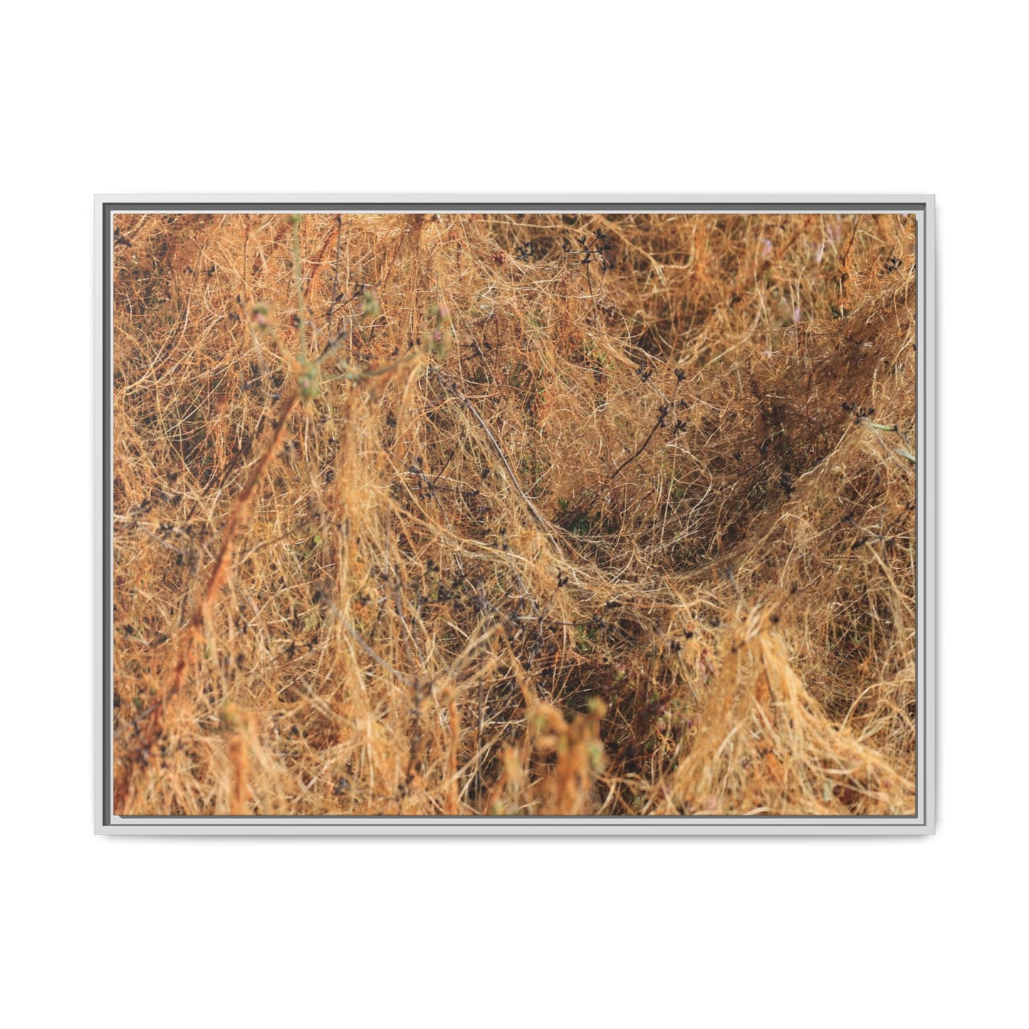 Dried Vegetation Study - Unique Stretched Canvas Wall Art - Art By Earth