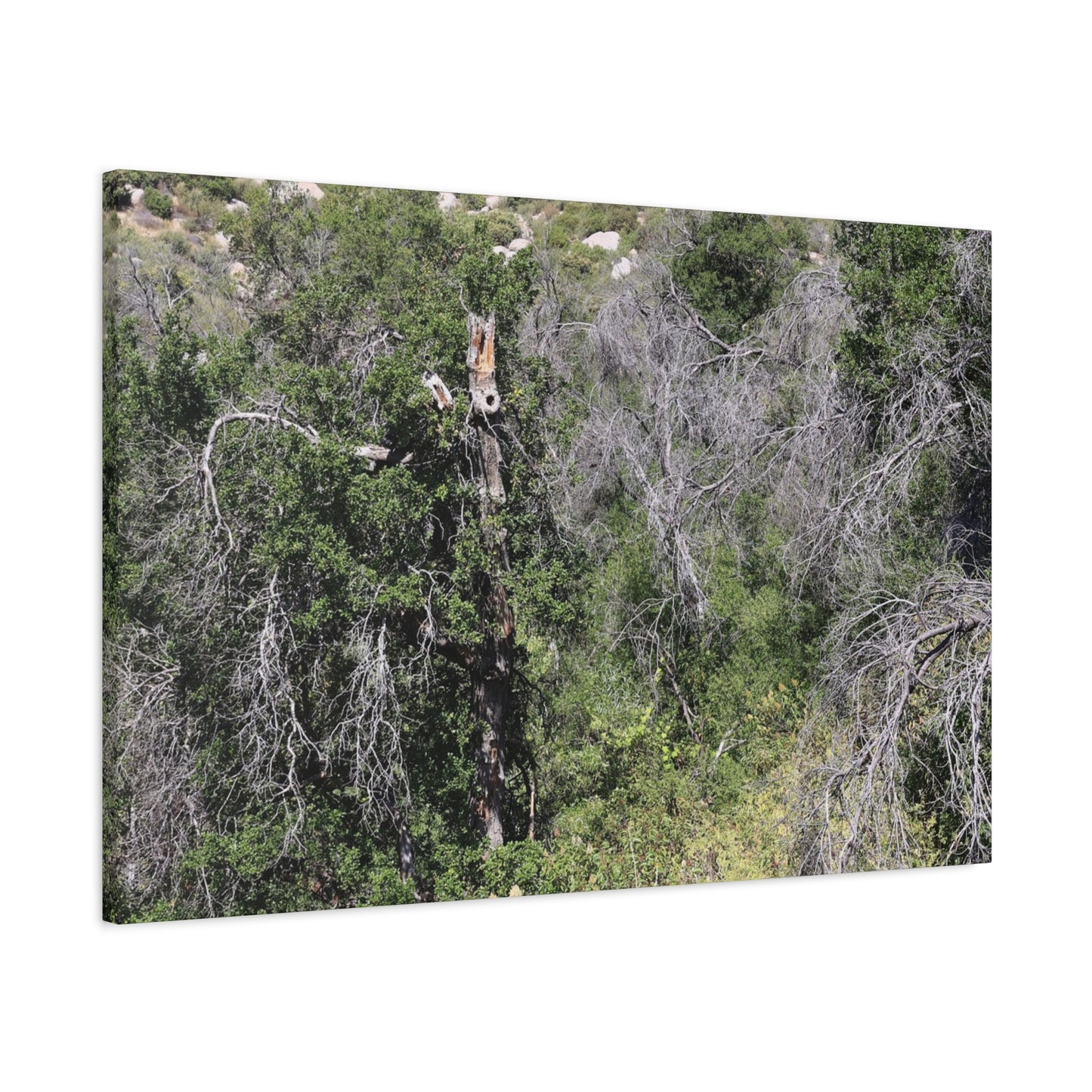 Drought-Stricken Forest - Unique Frameless Canvas Wall Art
