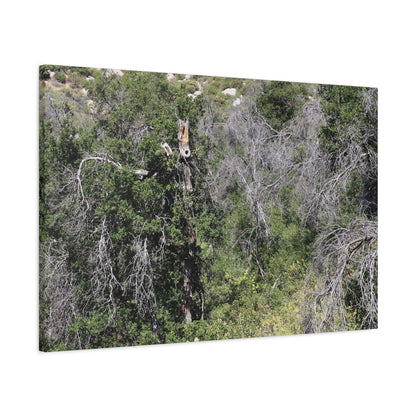 Drought-Stricken Forest - Unique Frameless Canvas Wall Art