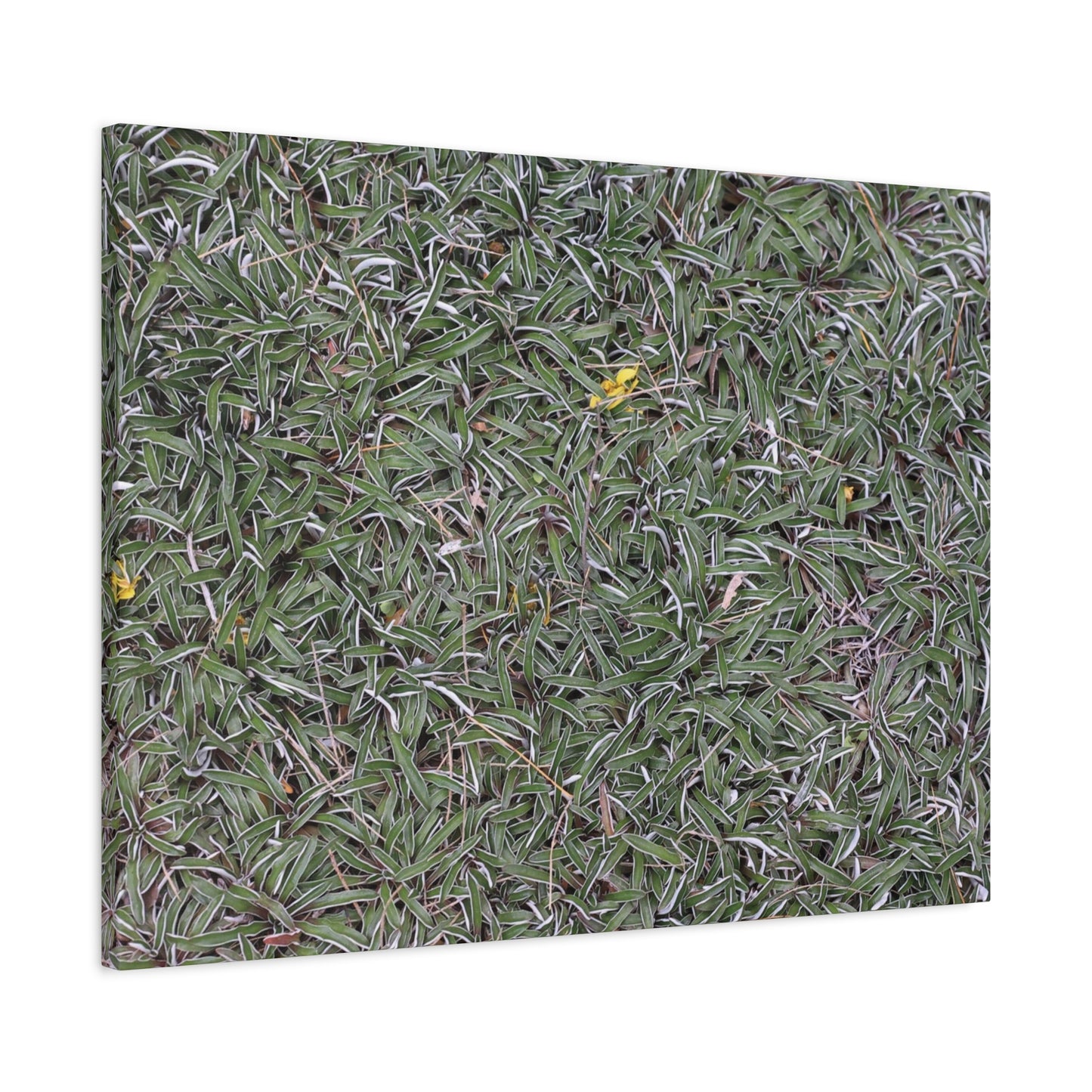 Tangled Memories - Unique Frameless Canvas Wall Art - Art By Earth