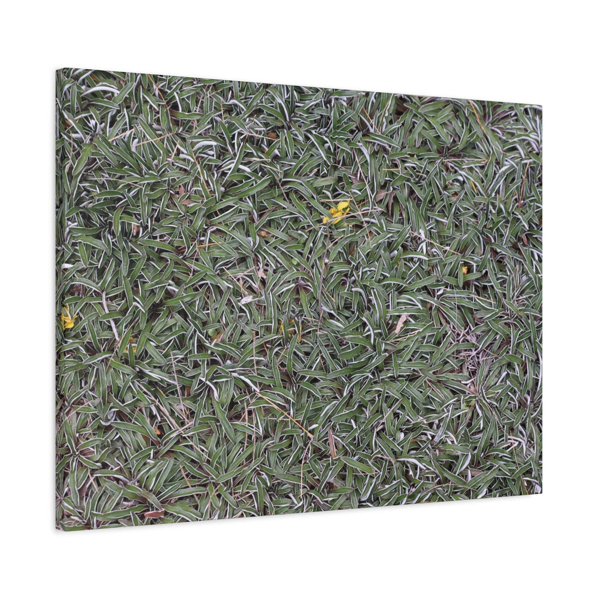 Tangled Memories - Unique Frameless Canvas Wall Art - Art By Earth