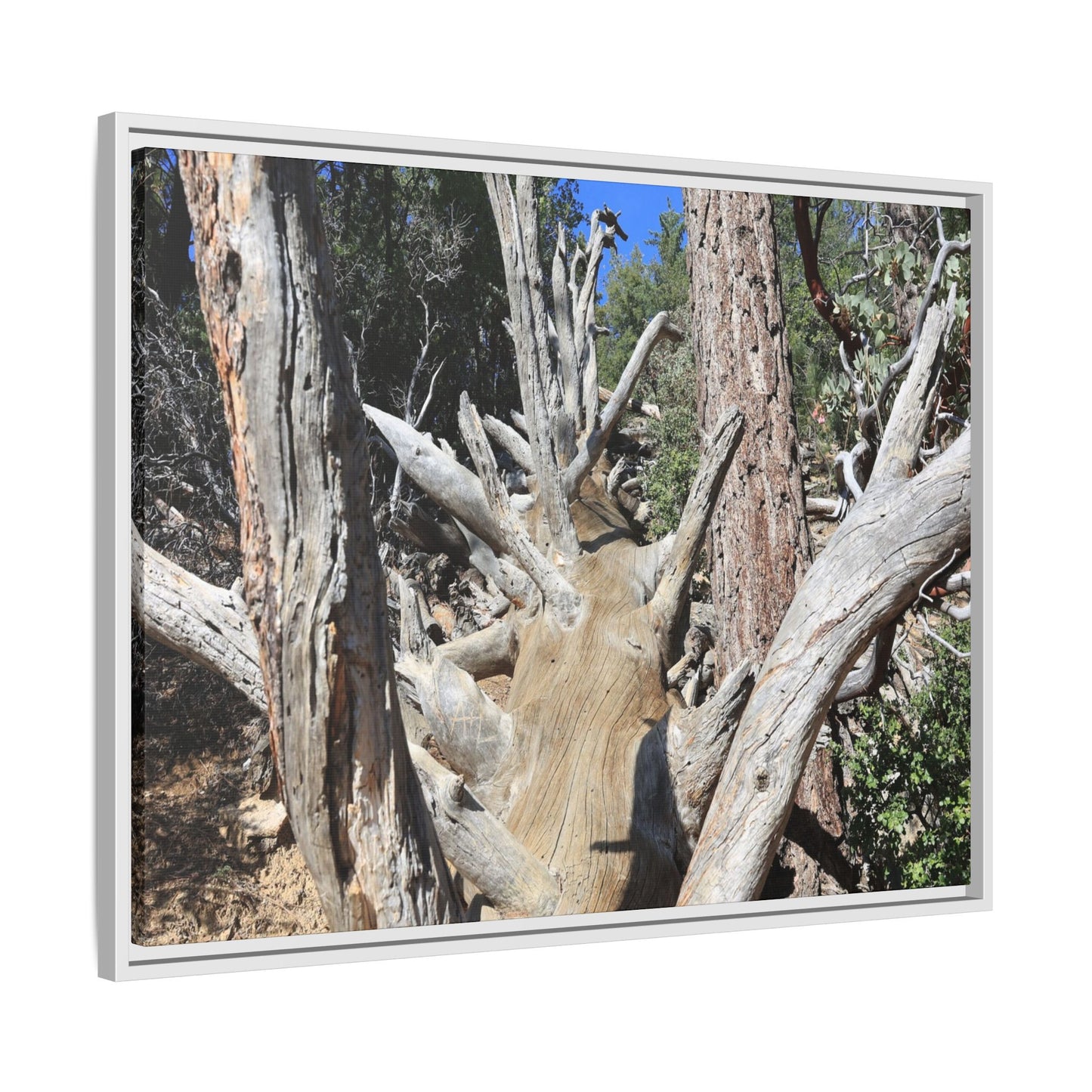 Forest Sentinels - Unique Stretched Canvas Wall Art