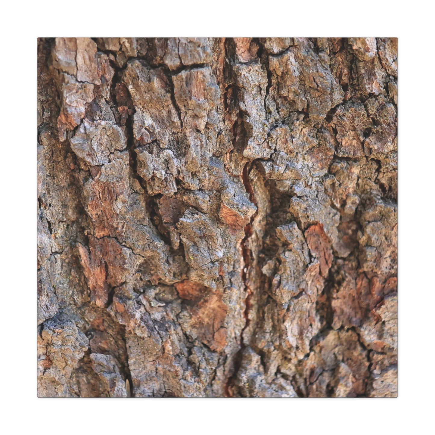 Roots of Time - Unique Frameless Canvas Wall Art - Art By Earth