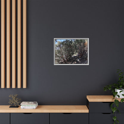 Desert Trail Through Blooming Manzanita - Unique Stretched Canvas Wall Art