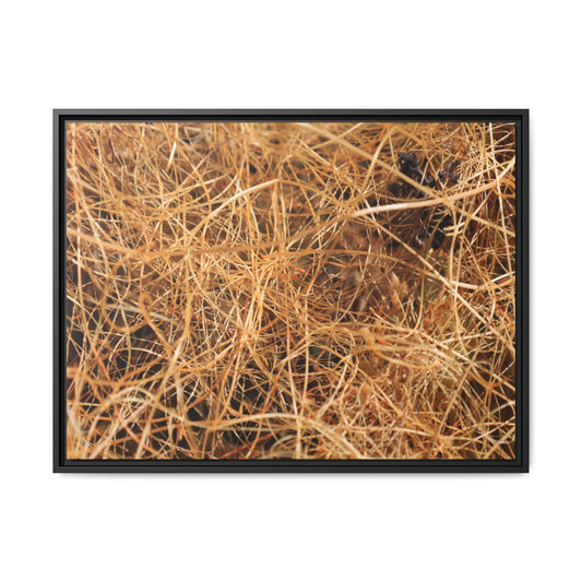 Dried Grass - Unique Stretched Canvas Wall Art - Art By Earth