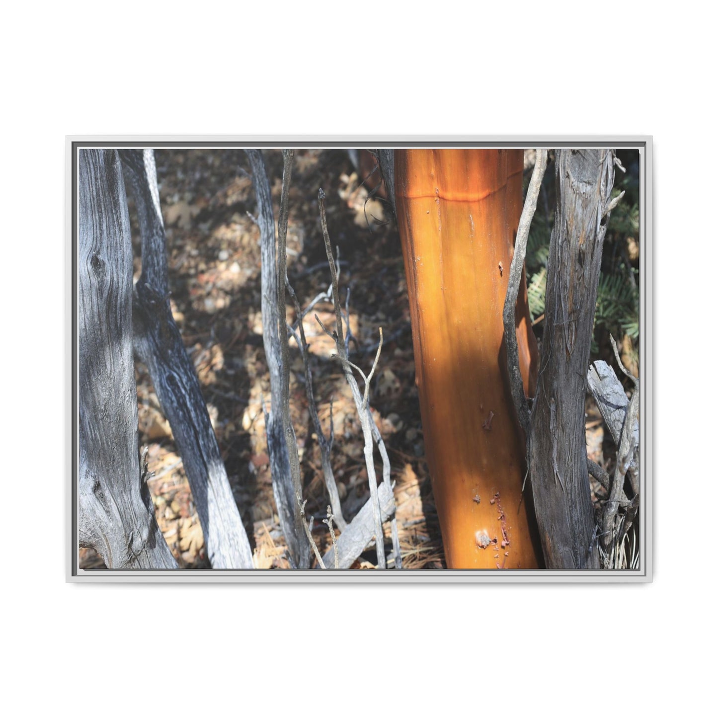 Burnt Trees and Golden Trunk - Unique Stretched Canvas Wall Art
