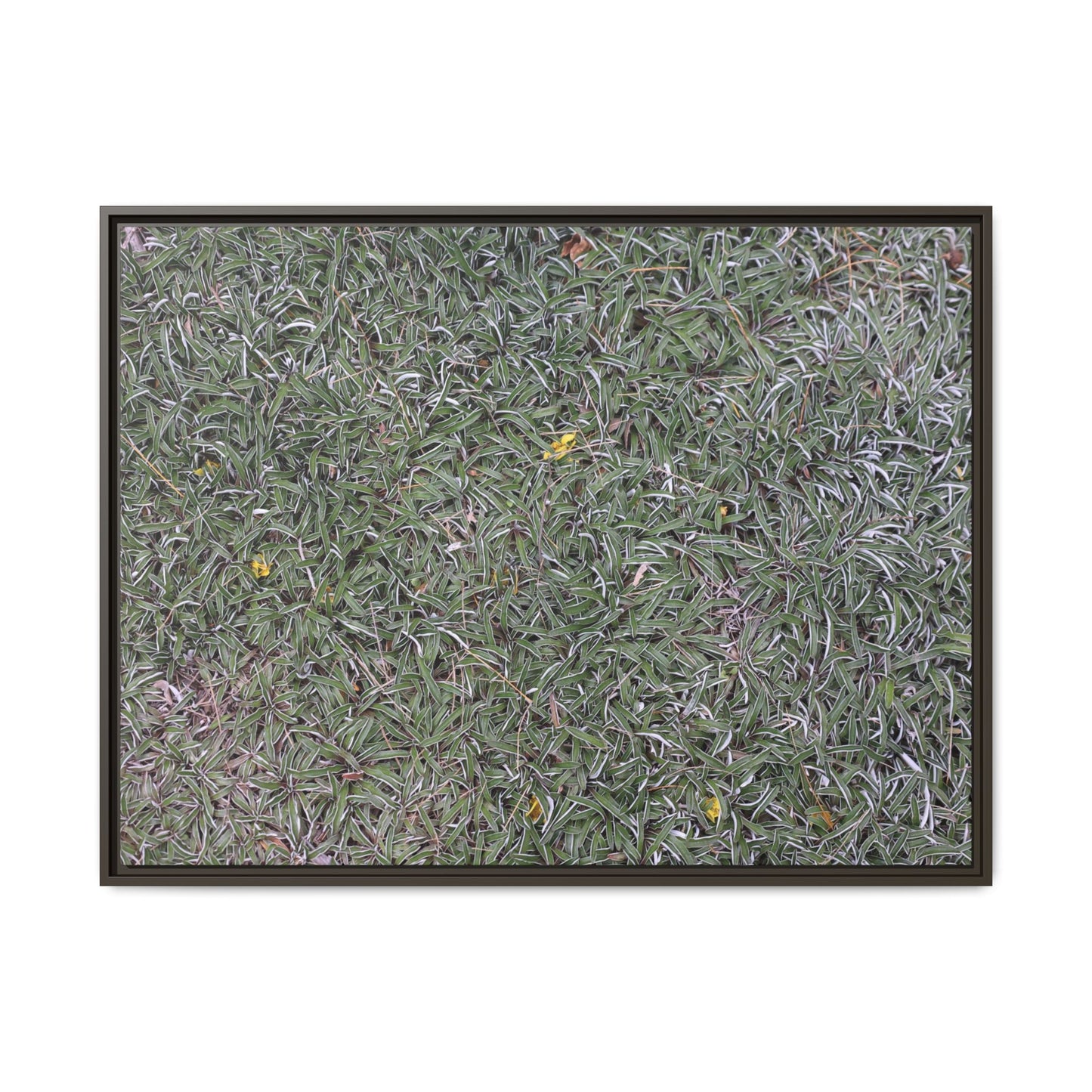 Grassy Texture - Unique Stretched Canvas Wall Art - Art By Earth