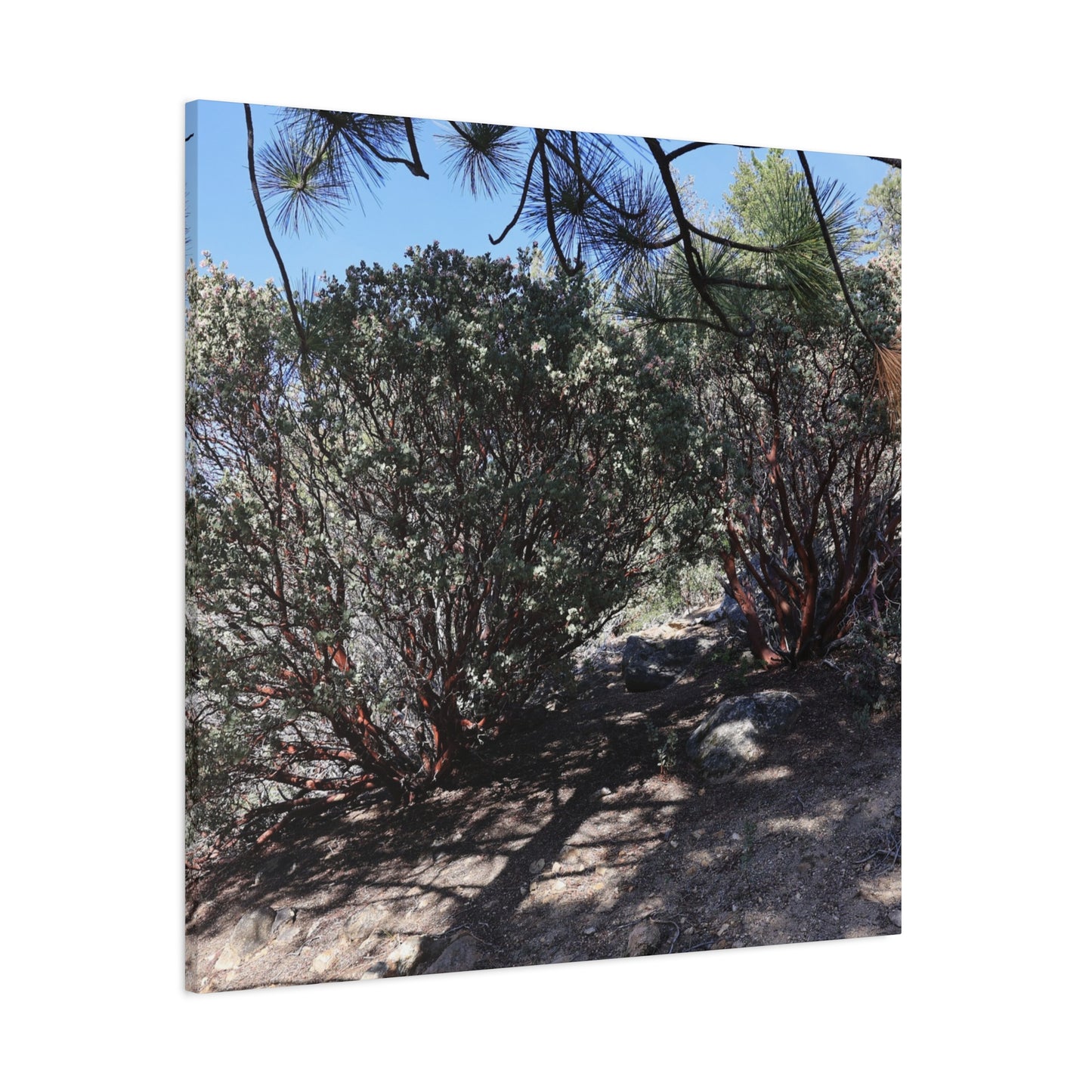 Desert Blooms - Unique Frameless Canvas Wall Art