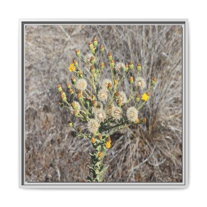 Whispers of the Dry Grass - Unique Stretched Canvas Wall Art - Art By Earth