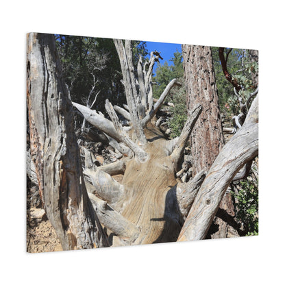 Twisted Roots - Unique Frameless Canvas Wall Art