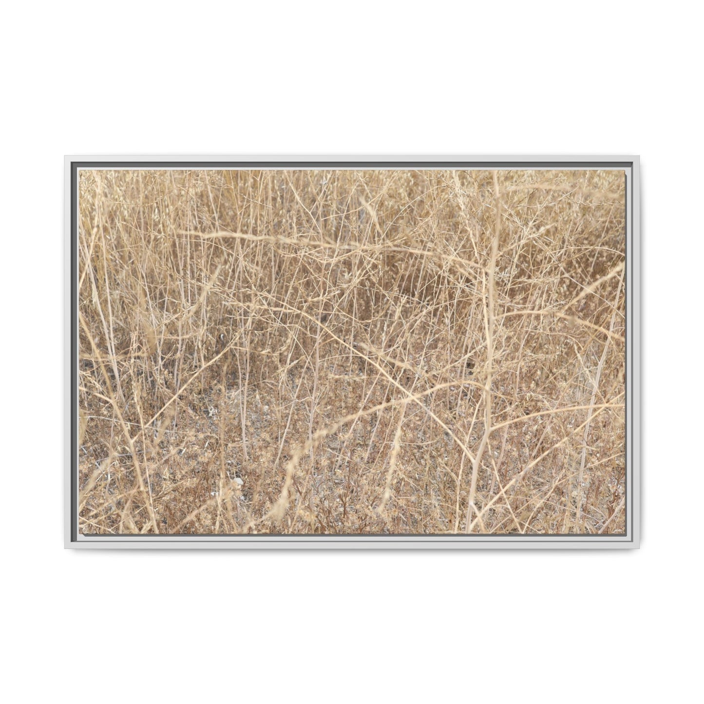 Golden Stalks - Unique Stretched Canvas Wall Art - Art By Earth