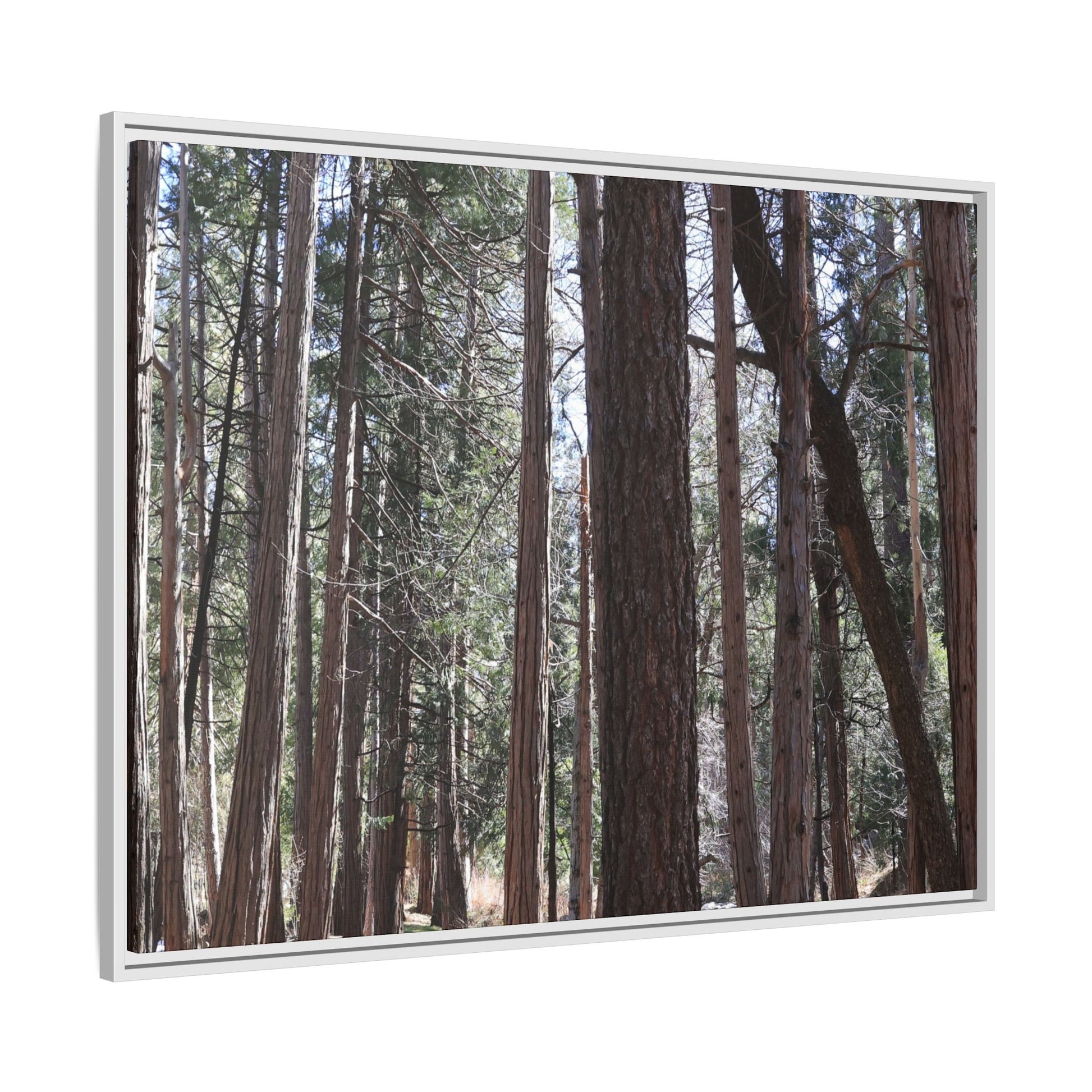 Forest Cathedral - Unique Stretched Canvas Wall Art - Art By Earth