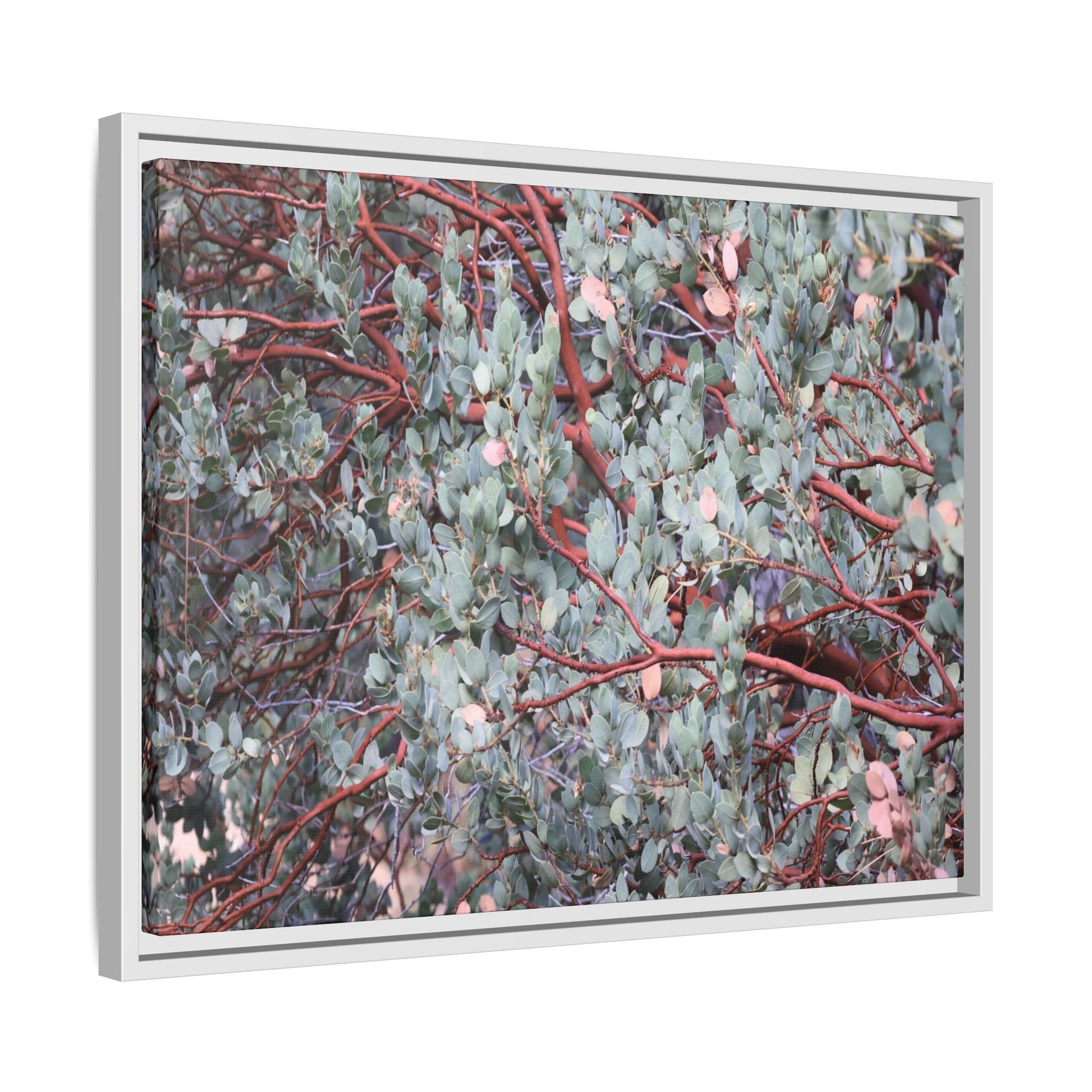 Whispers of Sage - Unique Stretched Canvas Wall Art - Art By Earth