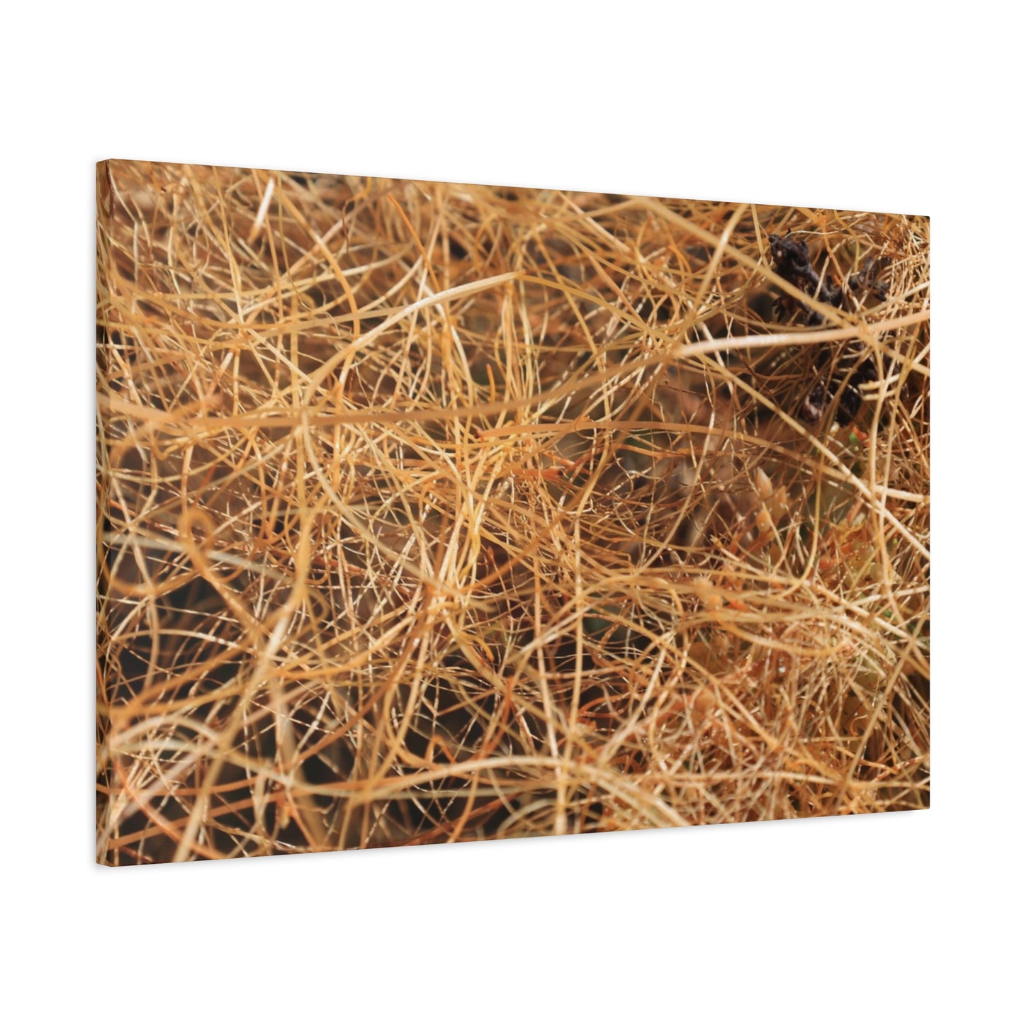 Dry Grass - Unique Frameless Canvas Wall Art - Art By Earth