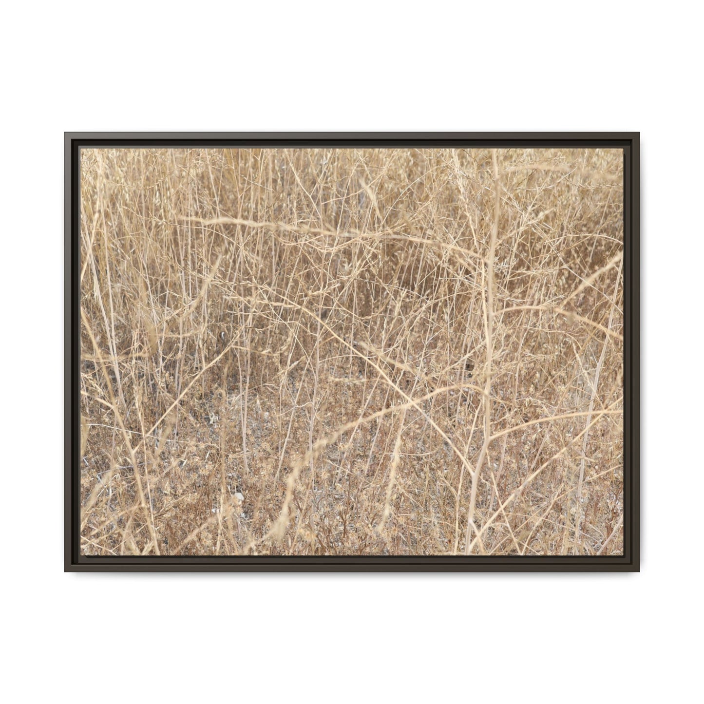 Golden Stalks - Unique Stretched Canvas Wall Art - Art By Earth