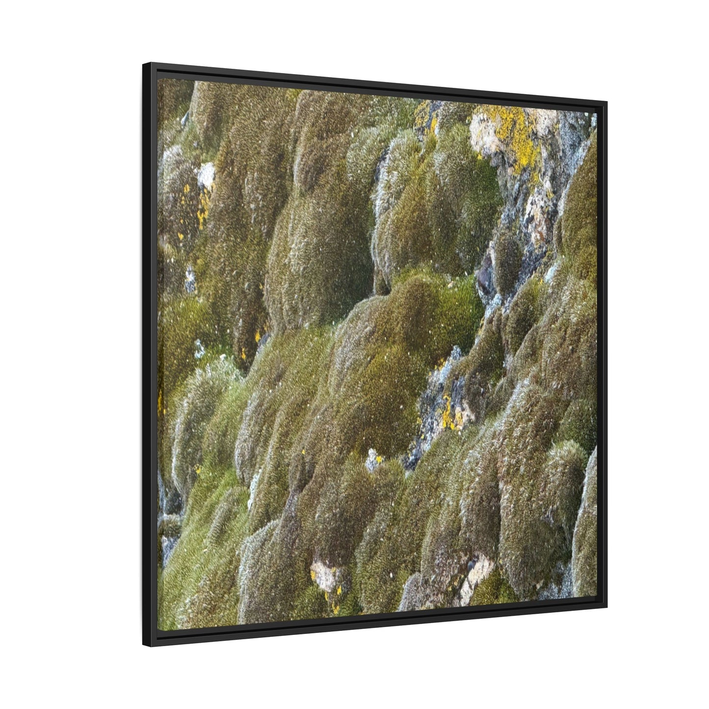 Moss Symphony - Unique Stretched Canvas Wall Art