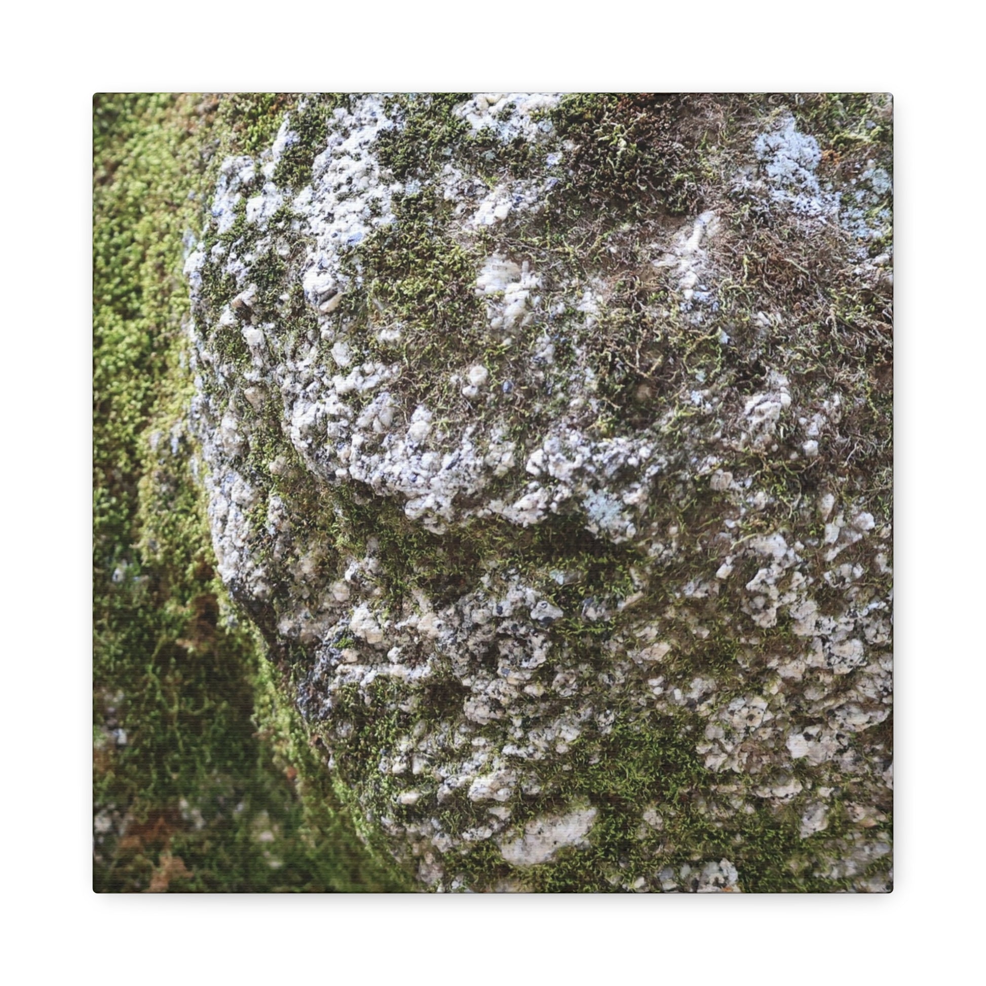 Moss and Stone Whispers - Unique Frameless Canvas Wall Art - Art By Earth
