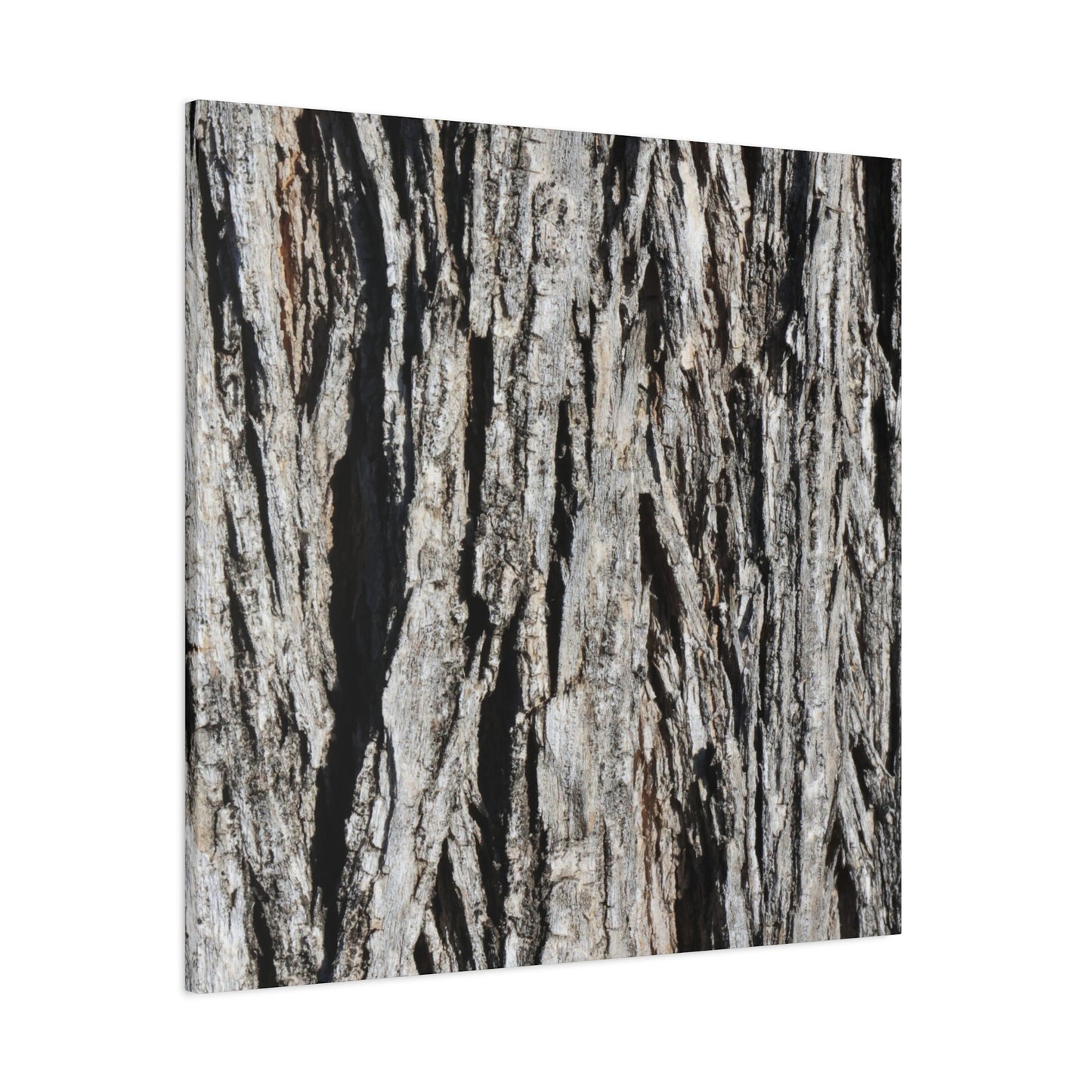 Bark Layers in Monochrome - Unique Frameless Canvas Wall Art - Art By Earth
