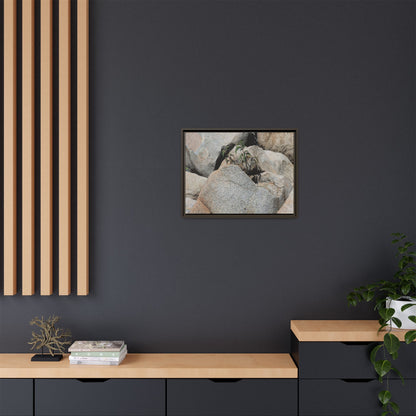 Desert Plant Thriving Among Rocks - Unique Stretched Canvas Wall Art