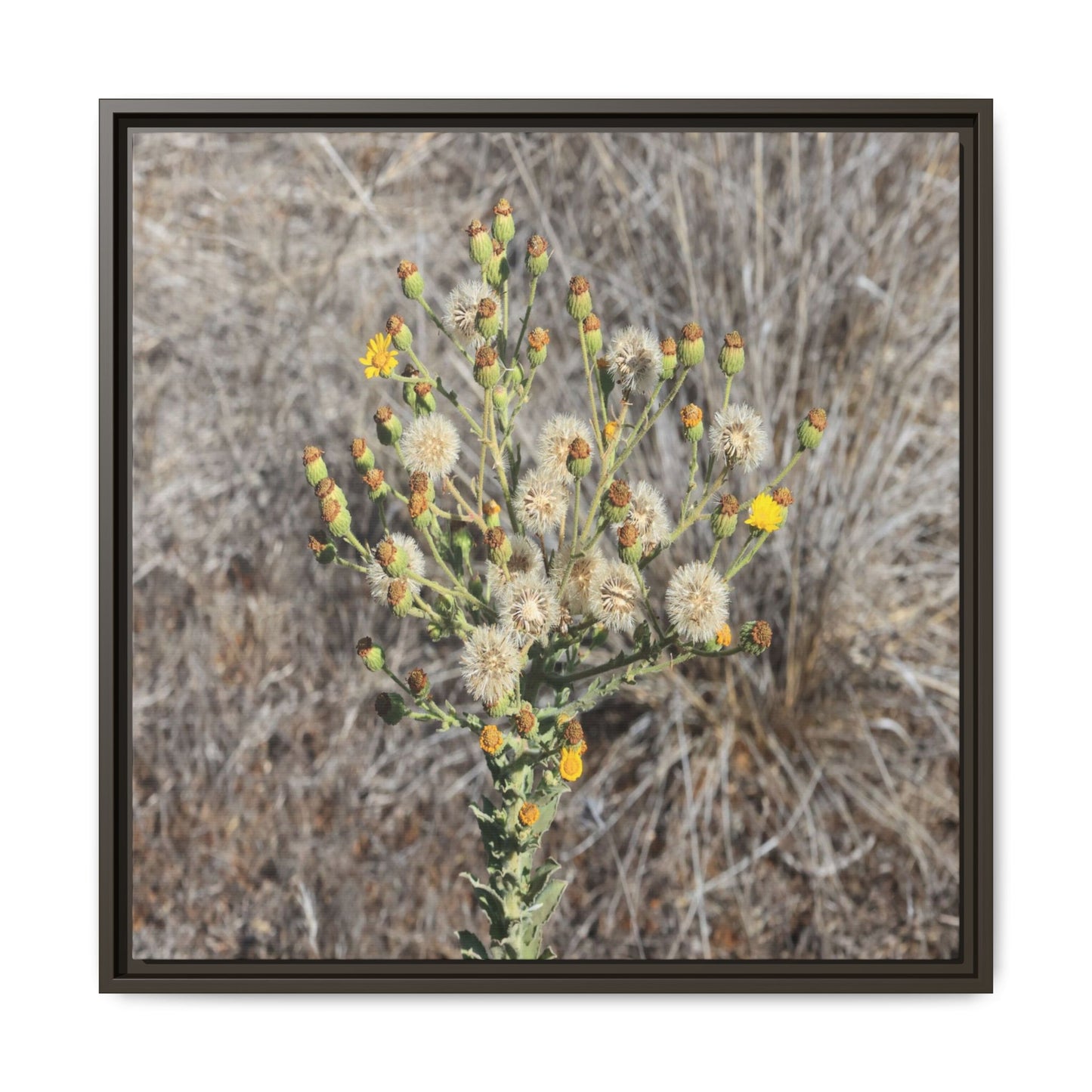 Whispers of the Dry Grass - Unique Stretched Canvas Wall Art - Art By Earth