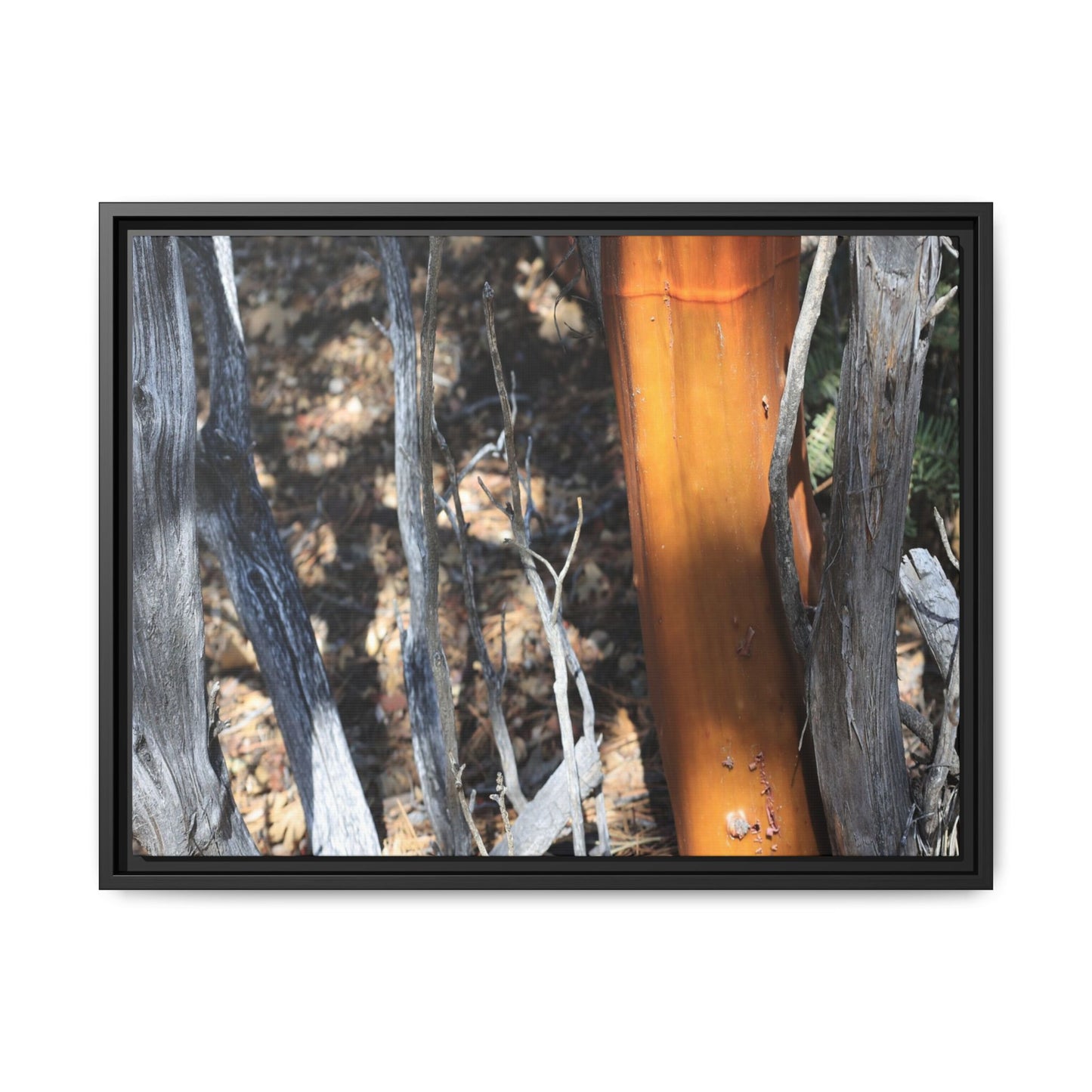 Burnt Trees and Golden Trunk - Unique Stretched Canvas Wall Art