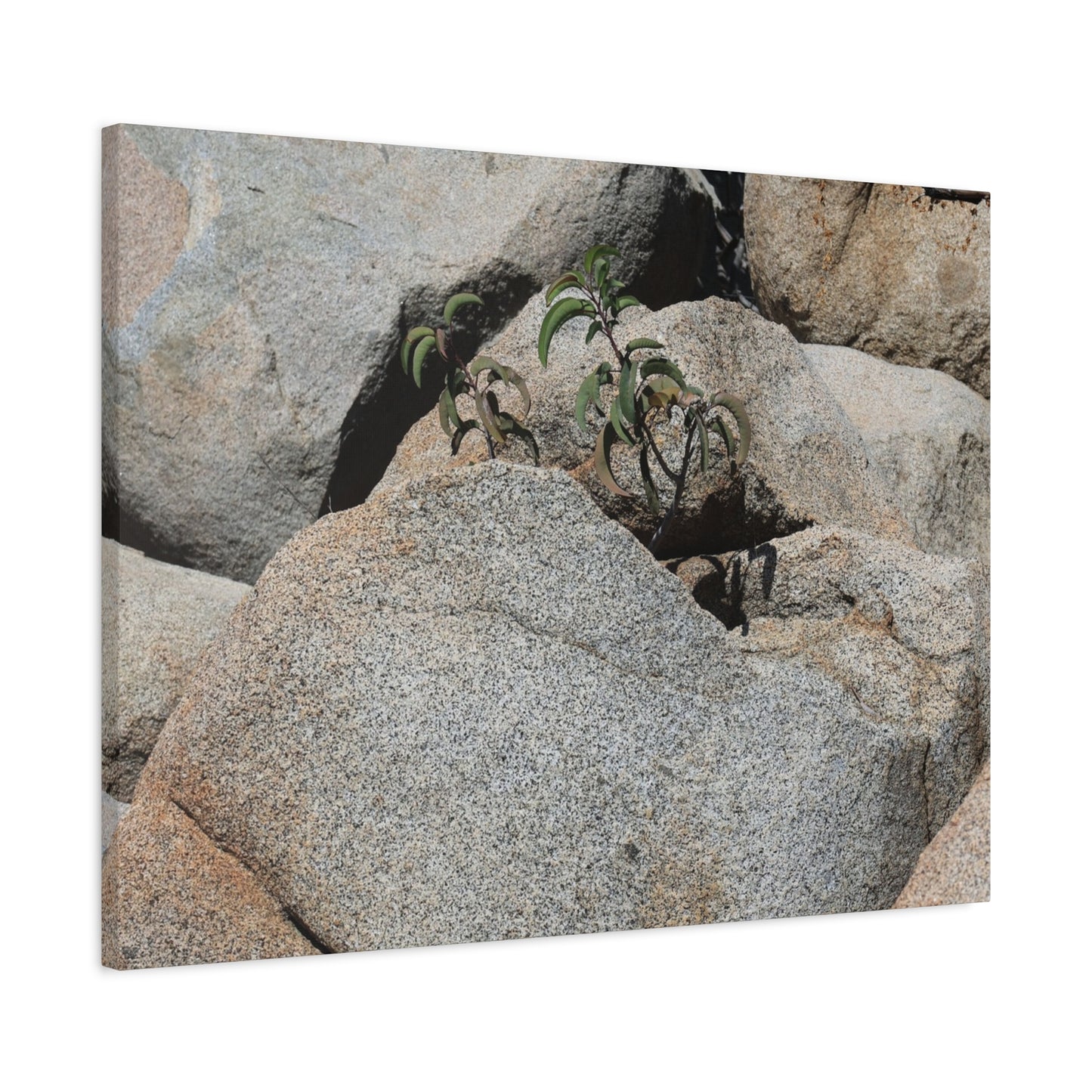 Desert Plant Survives - Unique Frameless Canvas Wall Art