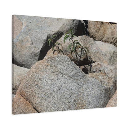 Desert Plant Survives - Unique Frameless Canvas Wall Art