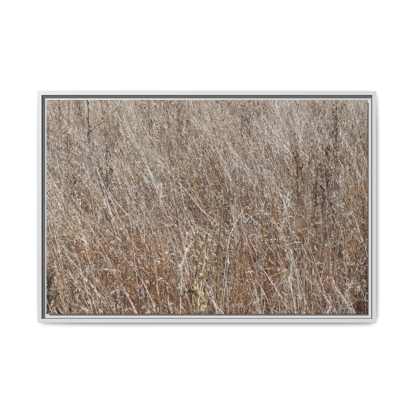 Dry Grass Symphony - Unique Stretched Canvas Wall Art - Art By Earth