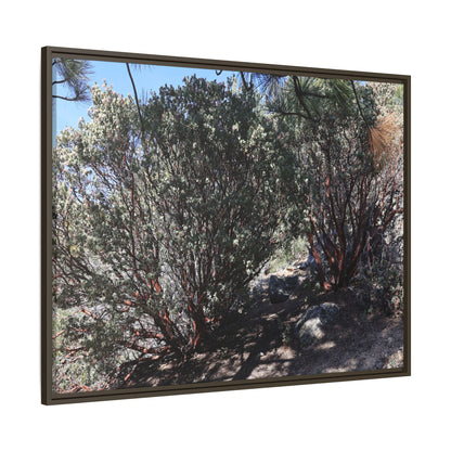 Desert Trail Through Blooming Manzanita - Unique Stretched Canvas Wall Art