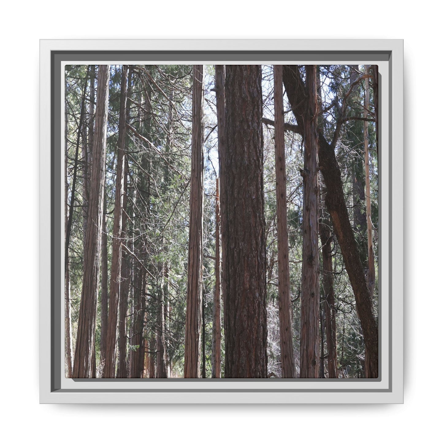 Forest Cathedral - Unique Stretched Canvas Wall Art - Art By Earth