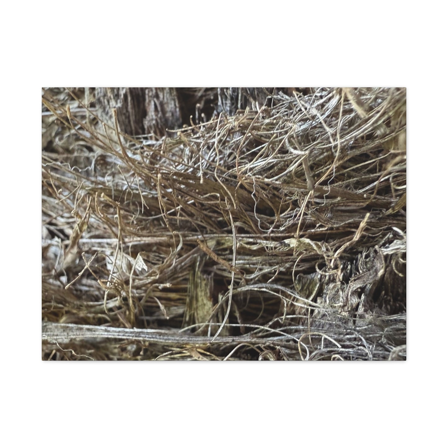 Whispers in Dry Grass - Unique Frameless Canvas Wall Art - Art By Earth