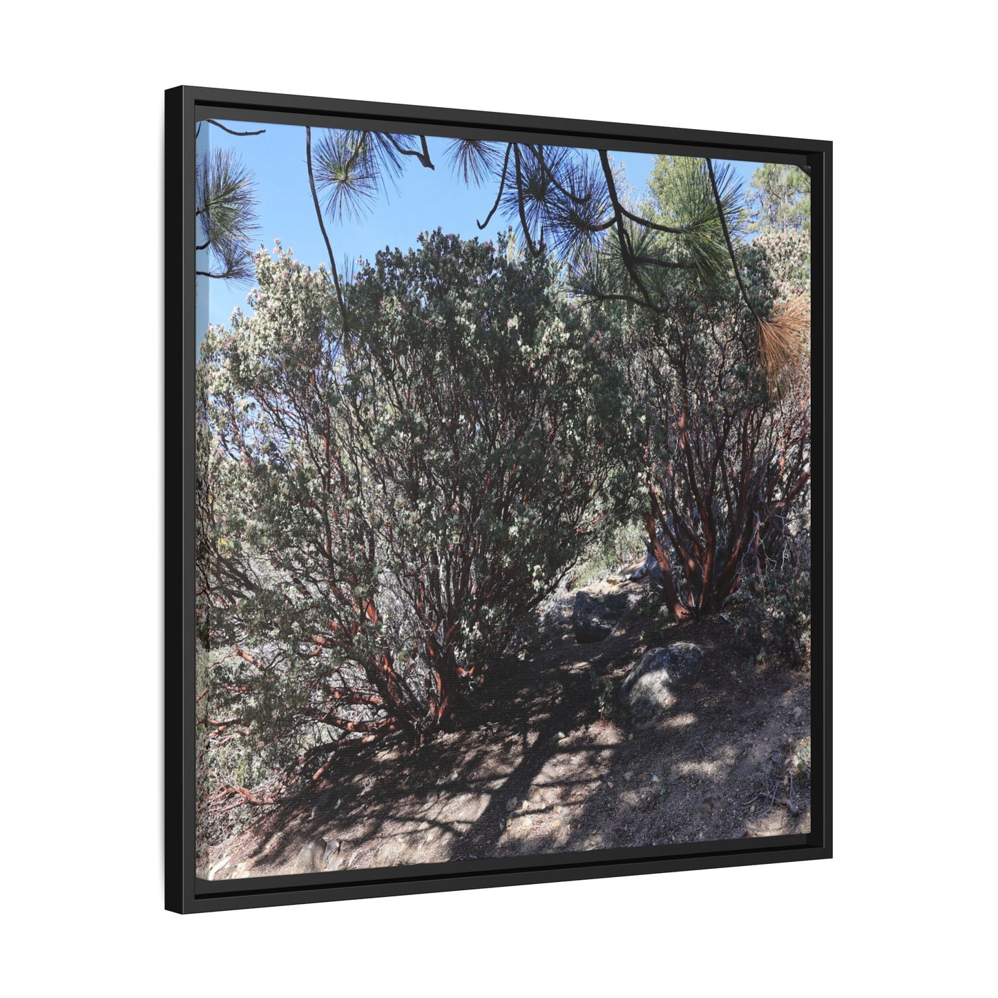 Desert Trail Through Blooming Manzanita - Unique Stretched Canvas Wall Art