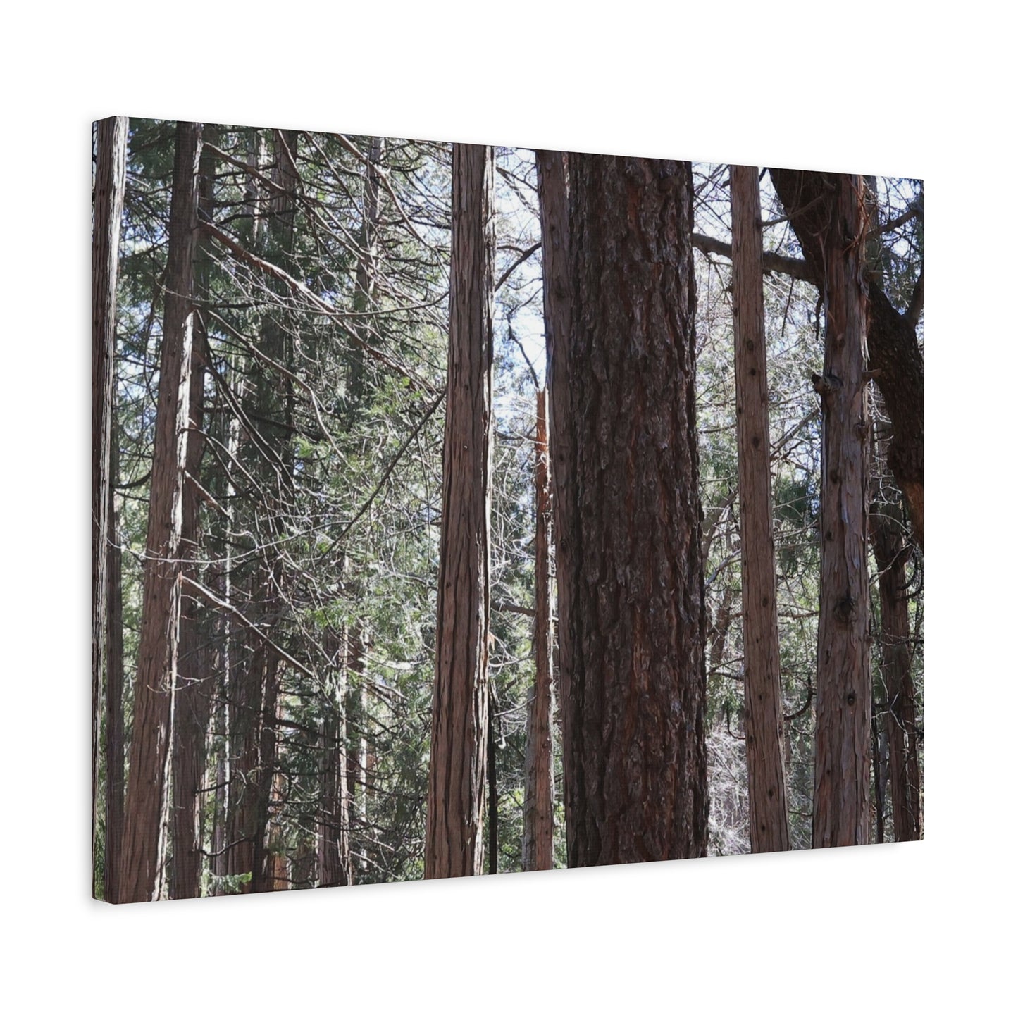 Vertical Sentinels - Unique Frameless Canvas Wall Art - Art By Earth