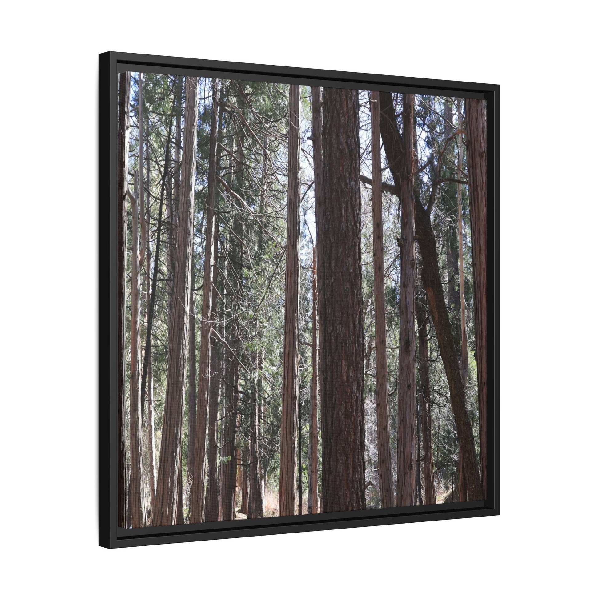 Forest Cathedral - Unique Stretched Canvas Wall Art - Art By Earth