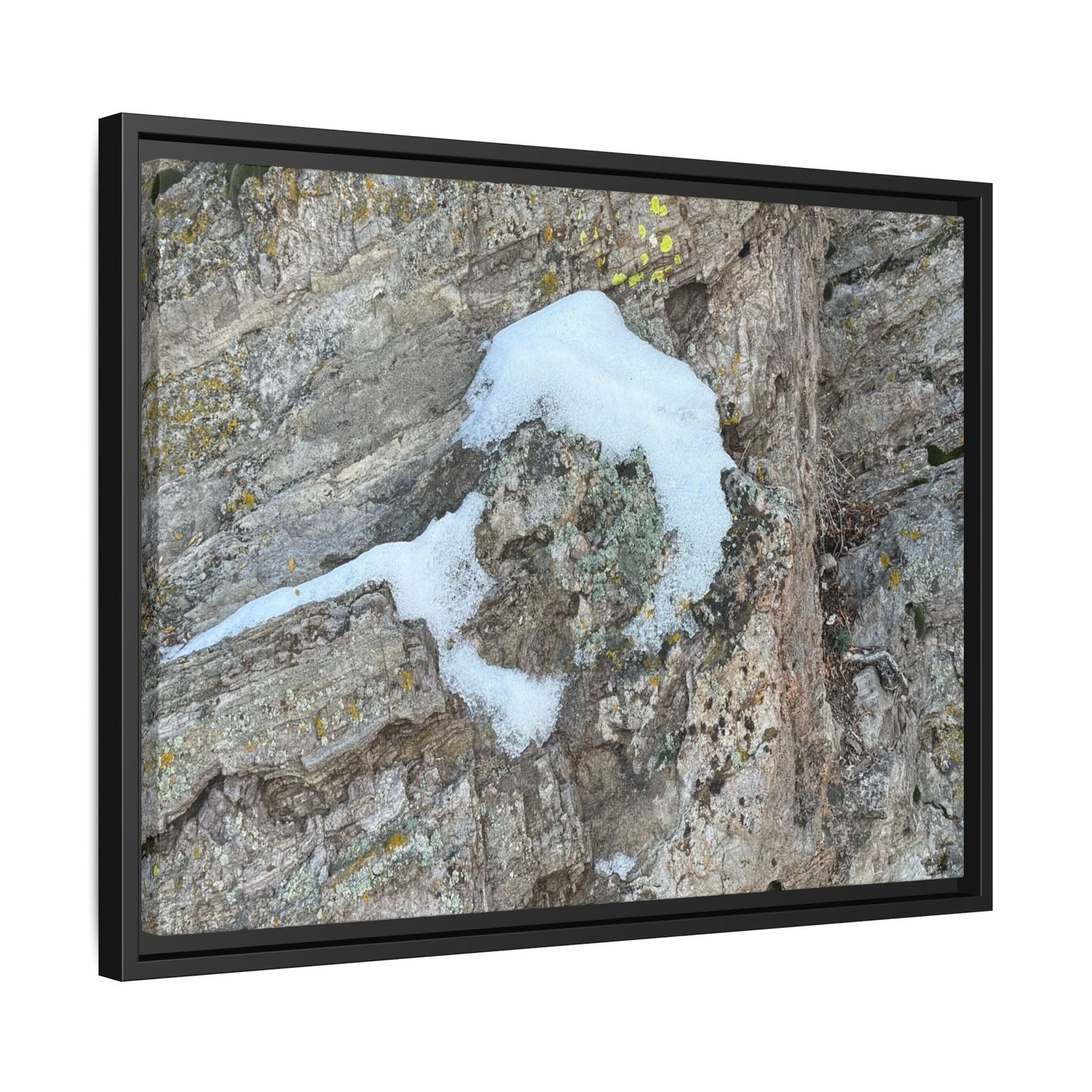 Lichen's Embrace - Unique Stretched Canvas Wall Art