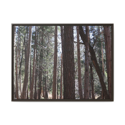 Forest Cathedral - Unique Stretched Canvas Wall Art - Art By Earth