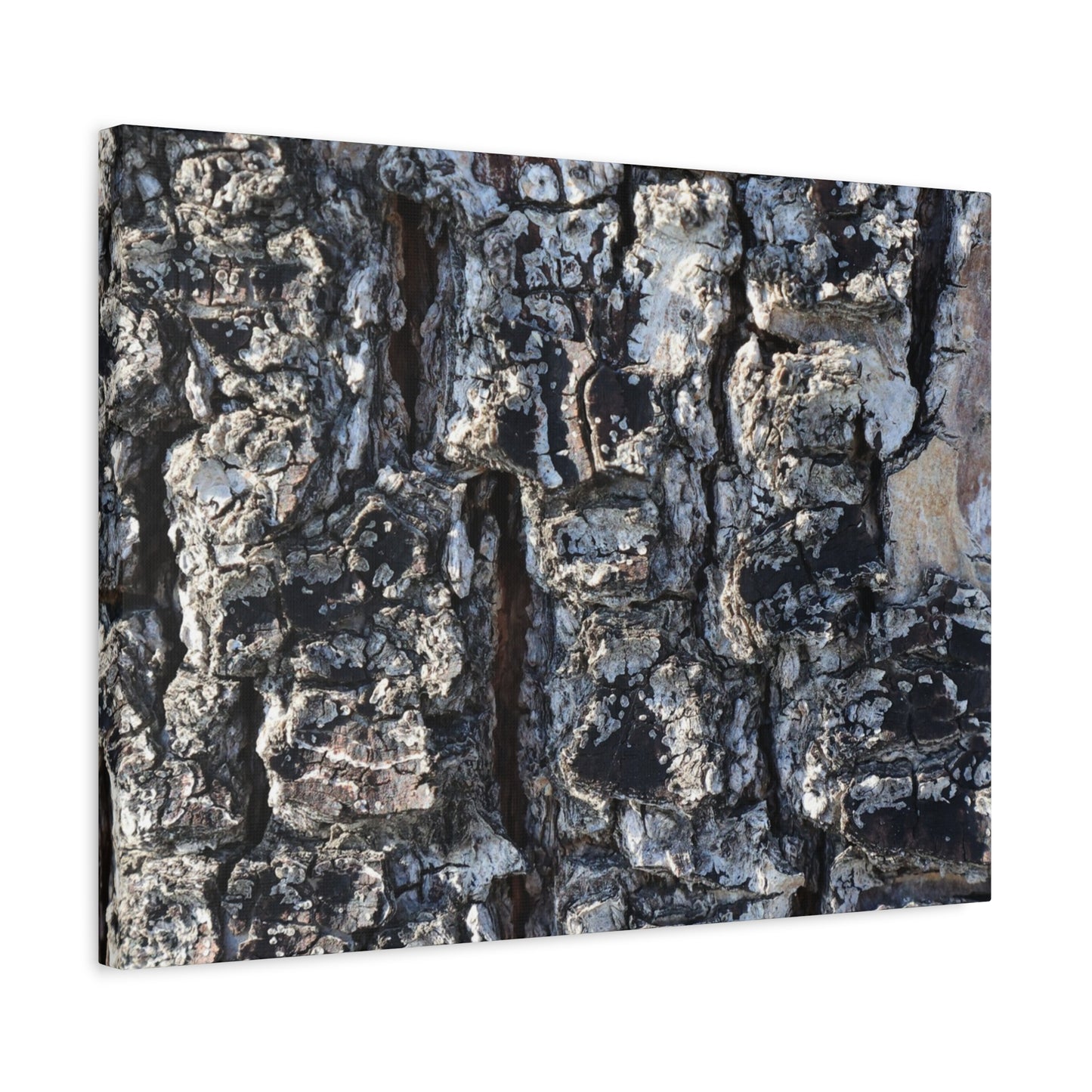 Textured Whispers of the Ancient Tree - Unique Frameless Canvas Wall Art - Art By Earth