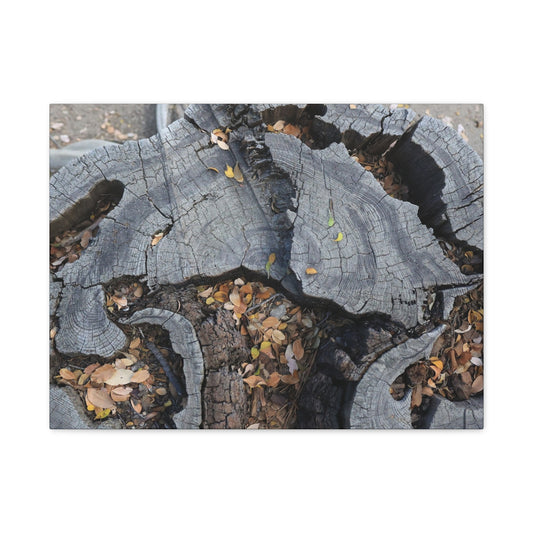 Weathered Woodland Whispers - Unique Frameless Canvas Wall Art - Art By Earth