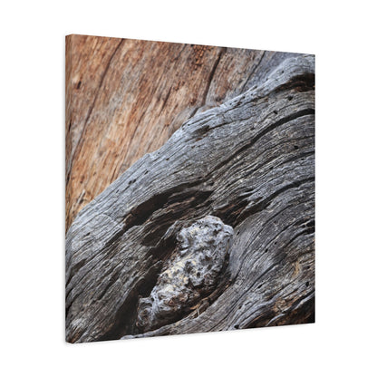 Tree Bark Texture - Unique Frameless Canvas Wall Art - Art By Earth