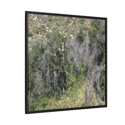 Forest Decline - Unique Stretched Canvas Wall Art