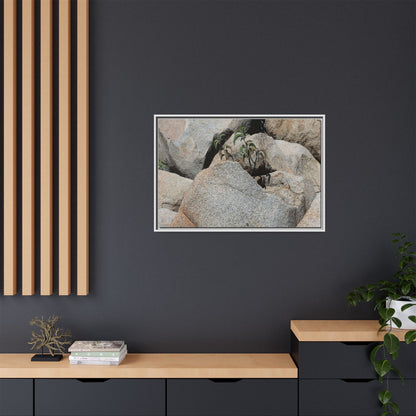 Desert Plant Thriving Among Rocks - Unique Stretched Canvas Wall Art