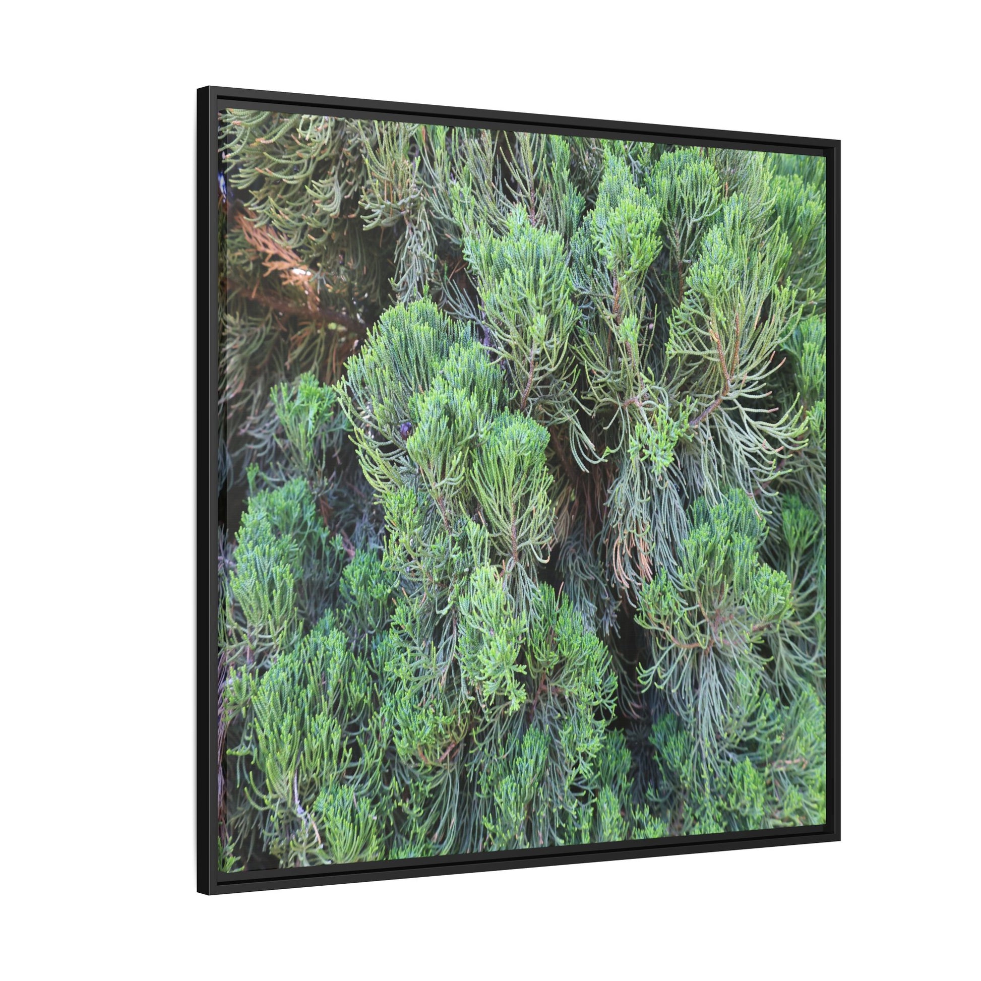 Verdant Whispers - Unique Stretched Canvas Wall Art - Art By Earth