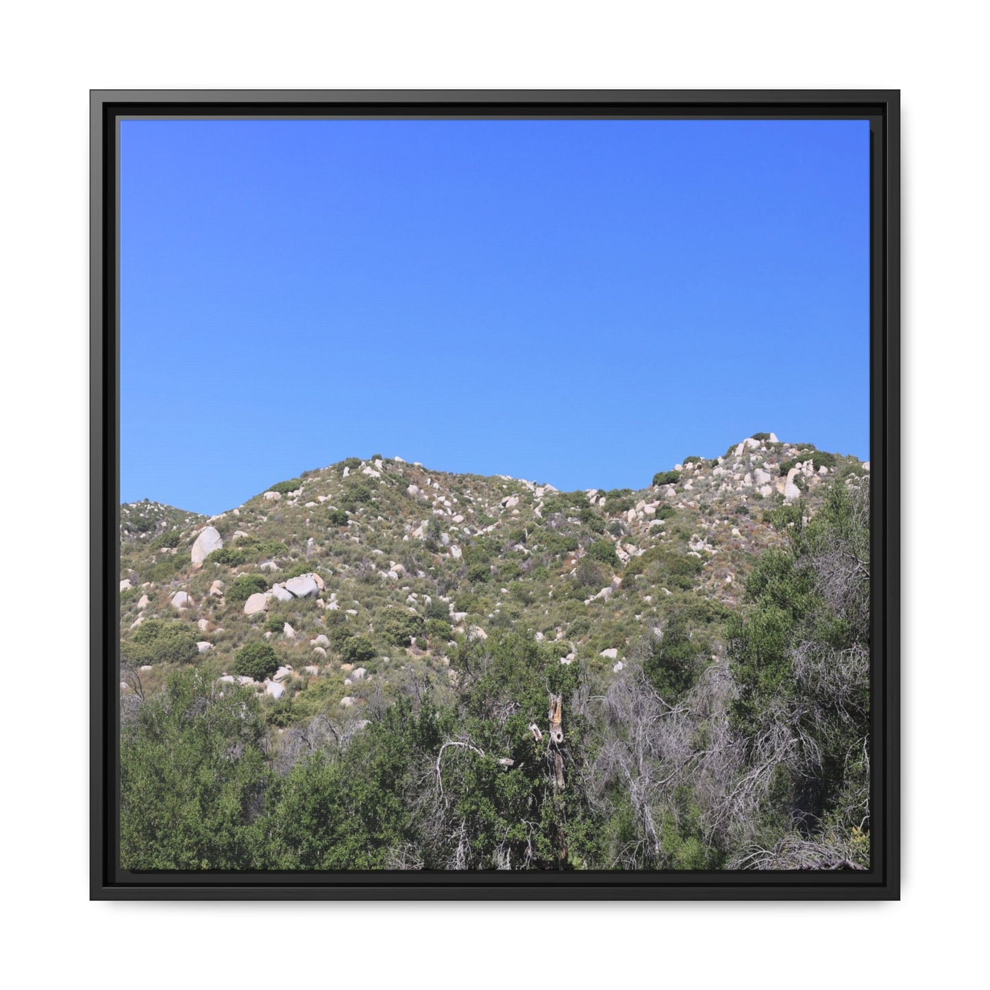 Sparse Vegetation - Unique Stretched Canvas Wall Art