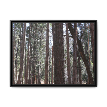 Forest Cathedral - Unique Stretched Canvas Wall Art - Art By Earth