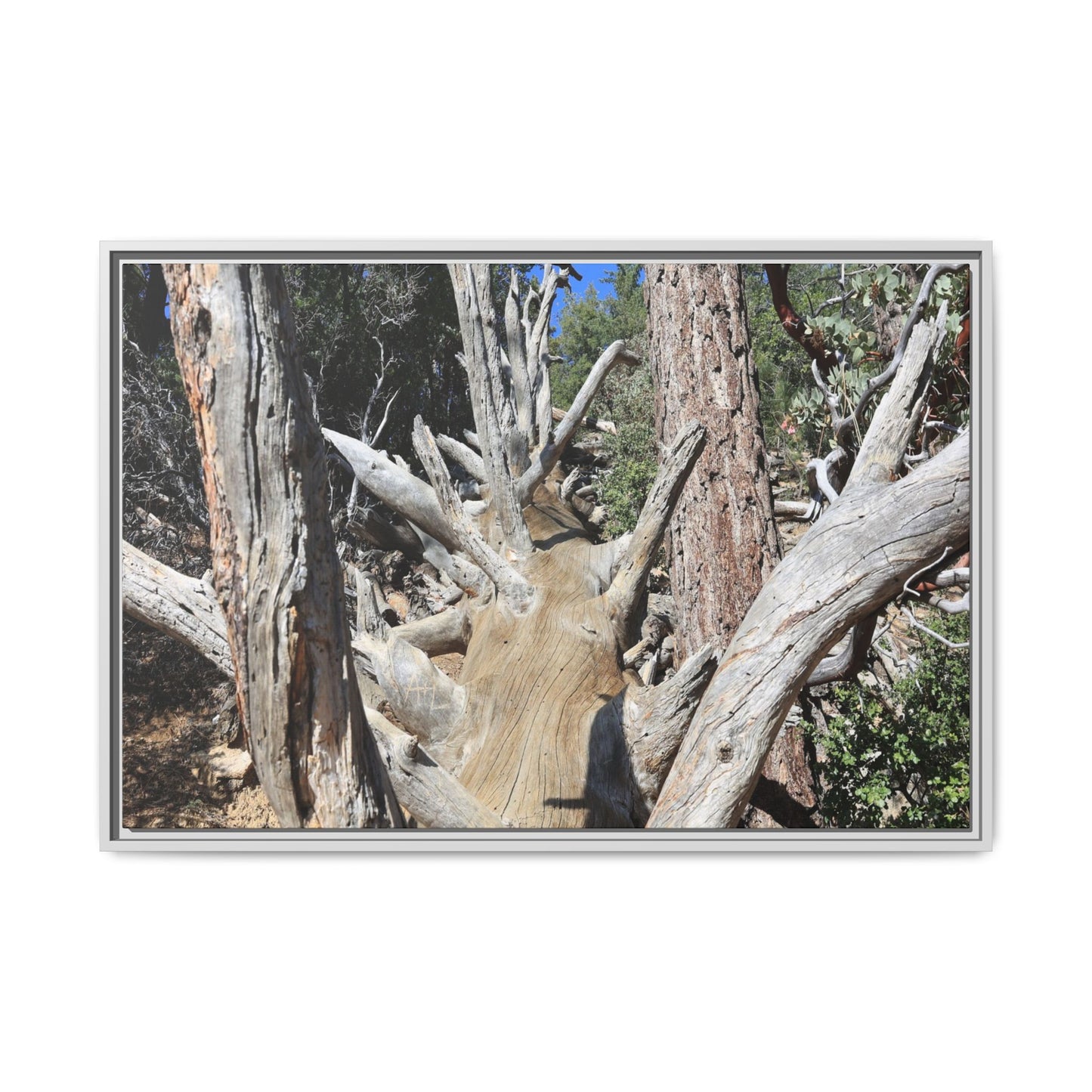 Forest Sentinels - Unique Stretched Canvas Wall Art