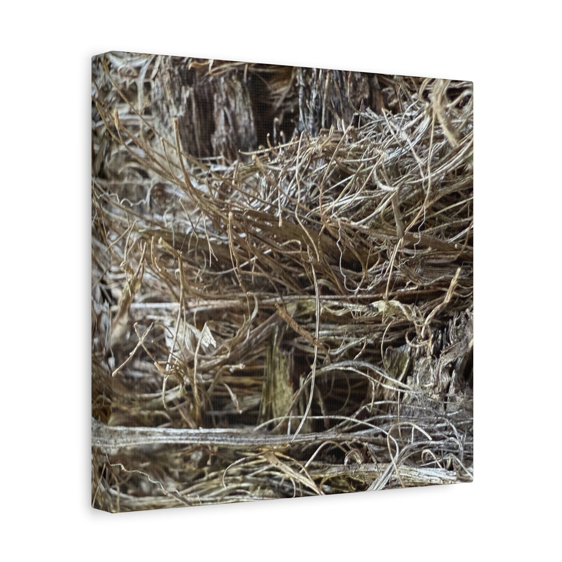 Whispers in Dry Grass - Unique Frameless Canvas Wall Art - Art By Earth