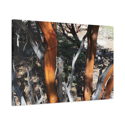 Peeling Bark of Ancient Trees - Unique Frameless Canvas Wall Art