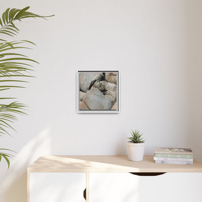 Desert Plant Thriving Among Rocks - Unique Stretched Canvas Wall Art